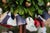 MacKenzie-Childs Courtly Check Holiday Boxwood Topiary Trees With Gold Accents — A Pair For Sale - Image 13 of 18