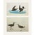 1966 Vintage Cottage Print, "Storm Petrel & Stilt Sandpiper" After John James Audubon For Sale In Dallas - Image 6 of 6