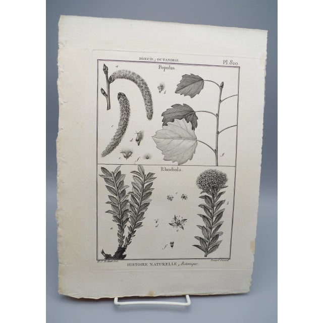Copper 19th Century French Botanical "Encyclopedie Methodique 1800" Henri Joseph Redoute Copper Engraving Plate 819 For Sale - Image 8 of 8