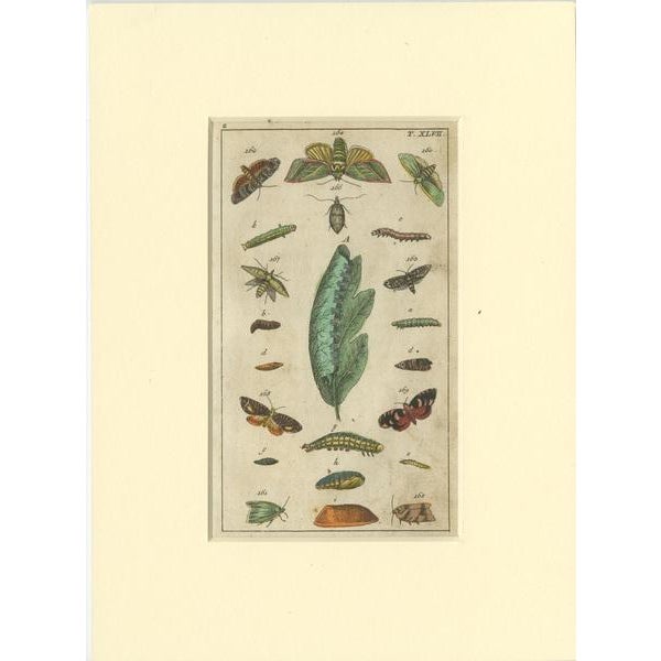 Butterfly Prints with Caterpillars and Pupae, Paper, Set of 6 For Sale - Image 3 of 8