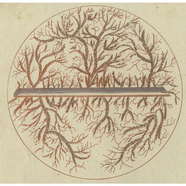 Early 19th Century Microscopic Views of Metallic Crystal Trees: Copper, Lead, Pewter and Zinc, 1805, Paper For Sale - Image 5 of 10