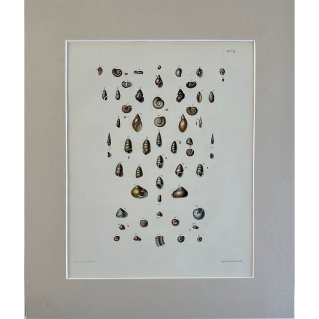 Original hand-colored steel engraving from illustrations of the "Land and Fresh Water Conchology of Great Britain and...