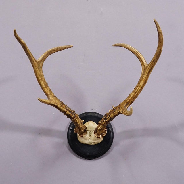 Early 20th Century Large Siberian Deer Trophy Mount on Wooden Plaque ca. 1900s For Sale - Image 5 of 6