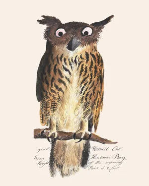 Reproduction Vintage Owl Print From 1810 Naturalist Collection