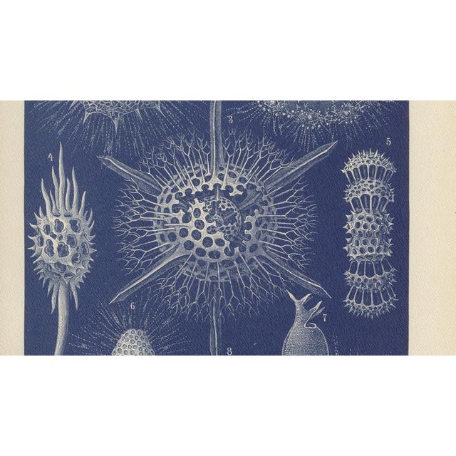 Late 19th Century Richard Lydekker, Radiolarians, 1896, Color Process Print For Sale - Image 5 of 9