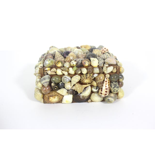 Shell Vintage Snail Shell Encrusted Box For Sale - Image 7 of 11