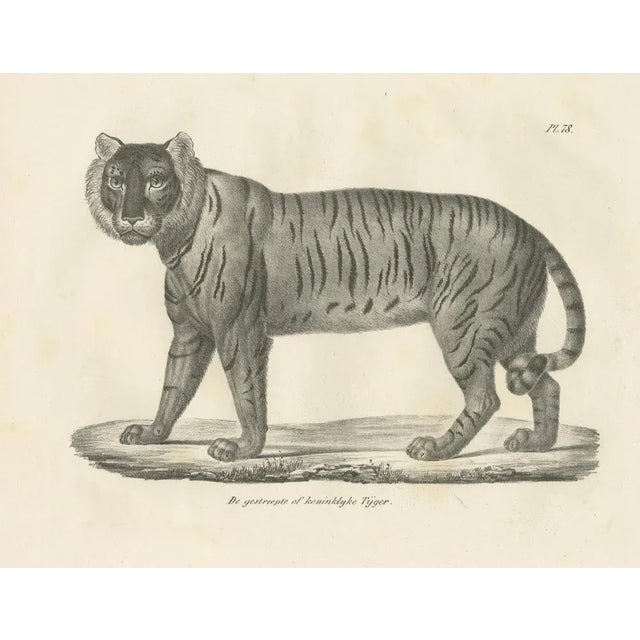 Mid 19th Century Majestic Striped or Royal Tiger, 1836, Lithograph For Sale - Image 5 of 10