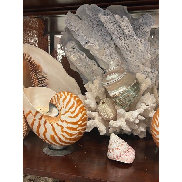 1900-1909 Great Seaworld Sea Shells Specimens Collection in Chinese Chinoiserie Rosewood Carved Vitrine For Sale - Image 13 of 14