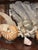 1900-1909 Great Seaworld Sea Shells Specimens Collection in Chinese Chinoiserie Rosewood Carved Vitrine For Sale - Image 13 of 14