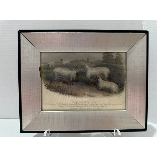 Wood Mid 20th Century Framed Sheep Engravings Bakewell Ram Oxfordshire Downs - Set of 2 For Sale - Image 7 of 14