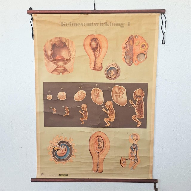 Paper Training Poster of Germ Development, 1940 For Sale - Image 7 of 7