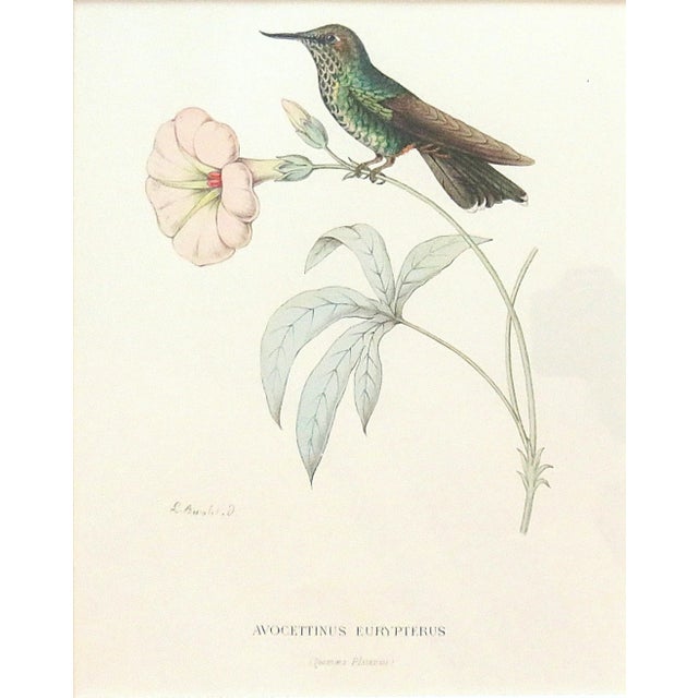 Set of 6 French Hummingbird Prints by Louis Bevalet Framed For Sale - Image 4 of 8