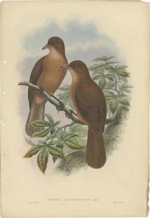 John Gould, Bird Illustration of the White-Billed Wood-Shrike, 1880, Print