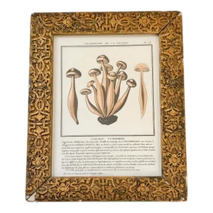 French Botanical Mushroom "L'Agaric Fusiforme" Illustration From 1700's, Antique Framed Etched Botany Art