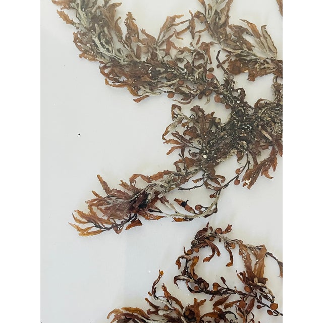 Wood 1970s Florida Brown SeaWeed Sargassum Herbarium a Pair Framed For Sale - Image 7 of 9