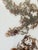 Wood 1970s Florida Brown SeaWeed Sargassum Herbarium a Pair Framed For Sale - Image 7 of 9