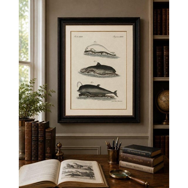 Blue Bertuch, Three Dolphins and Porpoises, 1802, Engraving For Sale - Image 8 of 9