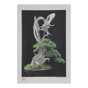 Bonsai R, Jonathan Singer, Photography