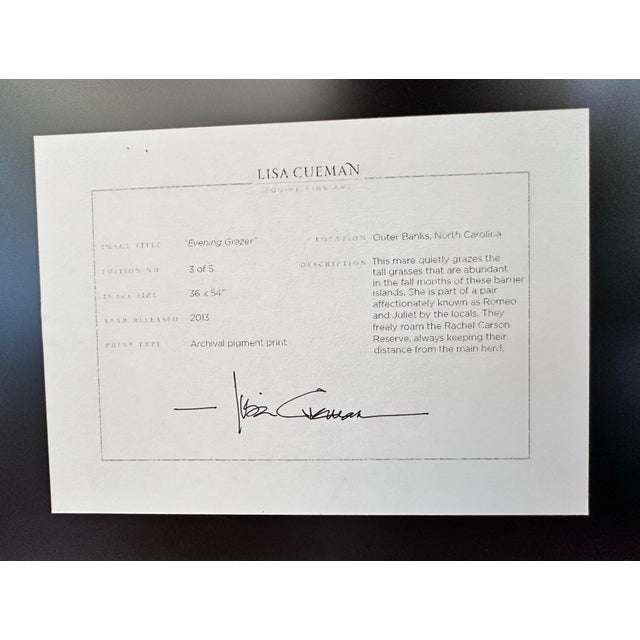 Wild Horse the Outer Banks, North Carolina Limit Edition of 5 Photographs Adhered to Plexiglass “Evening Grazer” by Award Winning Artist Lisa Cueman For Sale - Image 12 of 12