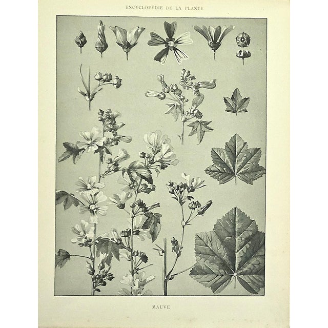 1902 Set of 3-Antique French Botanicals- Phlox, Bluets, Mallow, Documentation For Sale - Image 4 of 14