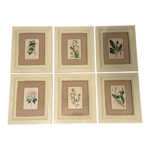 Traditional French Hand Tinted Framed Botanicals, Set of Six