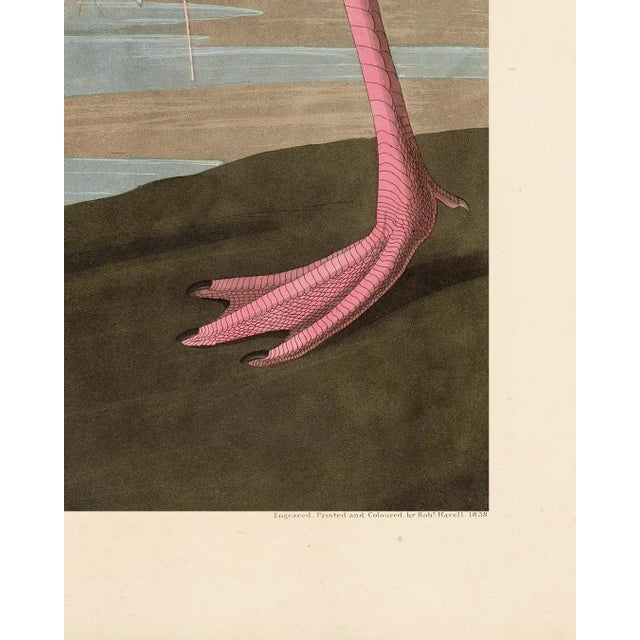 Audubon American Flamingo Poster For Sale In Atlanta - Image 6 of 8
