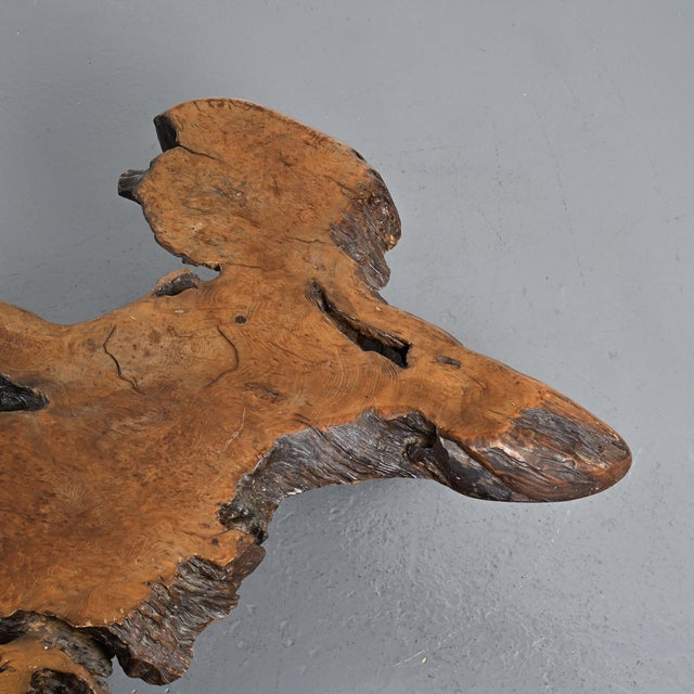 Brutalist Elm Burl Coffee Table, 1960 For Sale - Image 11 of 15