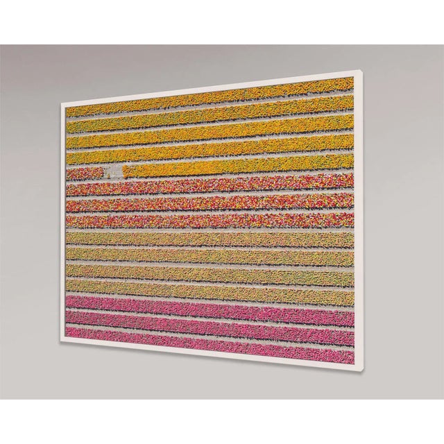 "AV_Tulip_Fileds_016" Contemporary Limited Edition Photography Fine Art Print by Bernhard Lang For Sale - Image 9 of 11