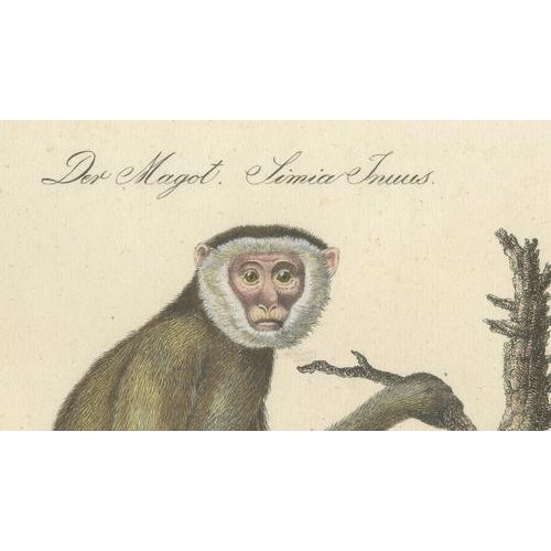 Early 19th Century Karl Joseph Brodtmann, Gibbons & Monkeys, 1816, Lithograph For Sale - Image 5 of 10