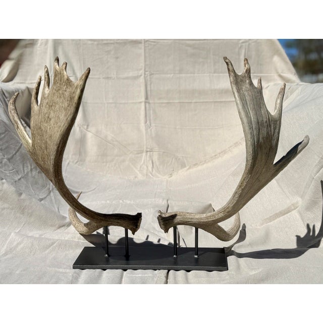 Large Double Mounted Moose Paddle/Antler For Sale - Image 4 of 9