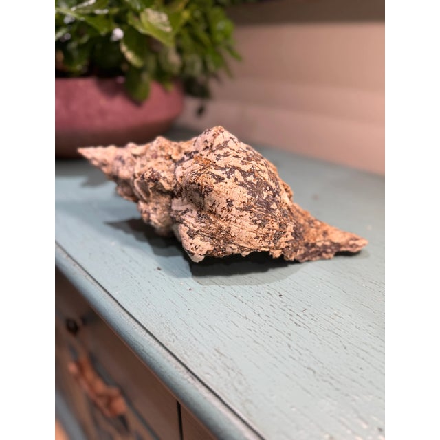 Shell Pair Vintage Natural Horse Conch Seashell Specimen Organic Decor For Sale - Image 7 of 16