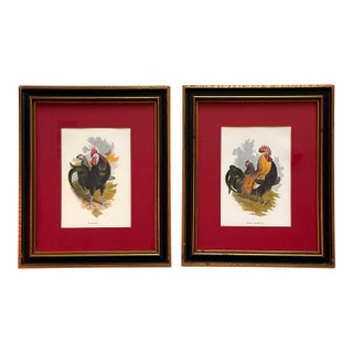 Vintage Grey Dorking & Spanish Rooster Framed Prints- Set of 2. (Harrison Weir?) For Sale