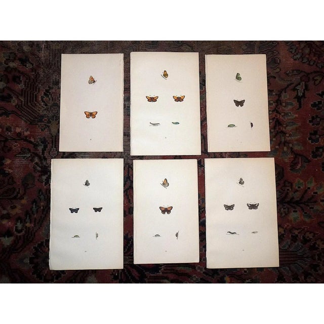 Antique 19th Century Hand Colored Butterfly Lithographs - Set of 6 For Sale In Cincinnati - Image 6 of 7