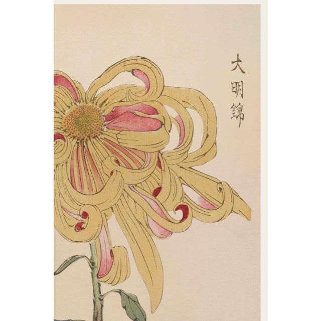 Japanese Golden Spider Chrysanthemum by Hasegawa Japanese Botanical Art Print, 40" X 60" For Sale - Image 3 of 11
