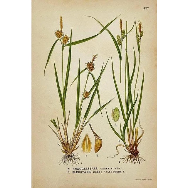 Paper Early 19th Century James Sowerby Botanical Prints – Yellow Sedge and Pale Sedge, Set of 10 For Sale - Image 7 of 11