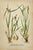 Paper Early 19th Century James Sowerby Botanical Prints – Yellow Sedge and Pale Sedge, Set of 10 For Sale - Image 7 of 11