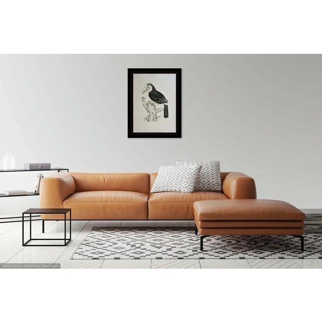 1970s Jack Coutu Sulphur Breasted Toucan Etching For Sale - Image 4 of 4