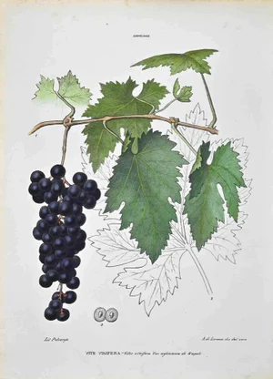 Vincenzo Tenore, The Ampelideae, Lithograph, 1870s