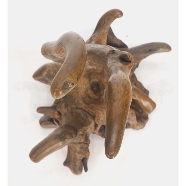 Large 25" Tall Artist Signed Driftwood Root Burl Wood Natural Sculpture For Sale - Image 9 of 12