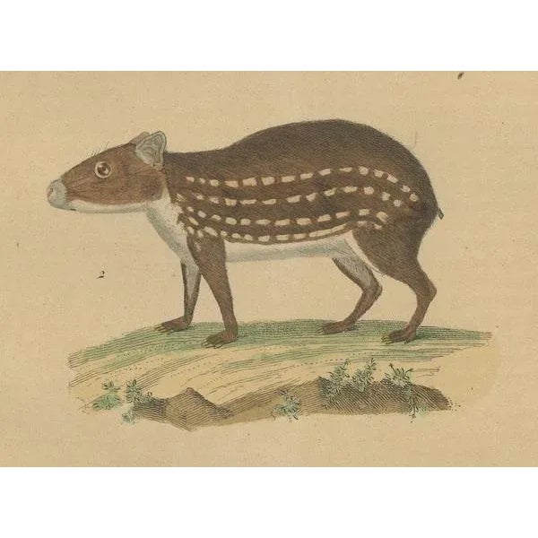 Drapiez, The Agile Agouti and the Spotted Paca, 1845, Print For Sale - Image 3 of 6