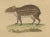 Drapiez, The Agile Agouti and the Spotted Paca, 1845, Print For Sale - Image 3 of 6