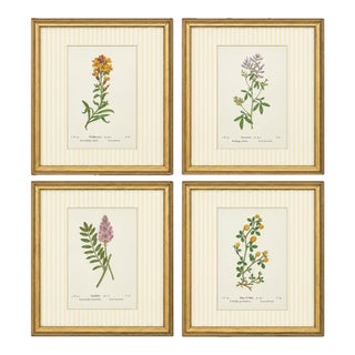 Circa 1910 Alpine Flower, Four Botanical Miniatures Framed - Set of 4 For Sale
