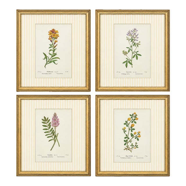 Circa 1910 Alpine Flower, Four Botanical Miniatures Framed - Set of 4 For Sale