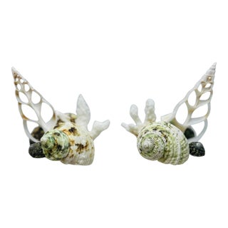 Shell Sculptures, a Pair, on Vintage Italian Marble Bases For Sale