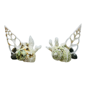 Shell Sculptures, a Pair, on Vintage Italian Marble Bases