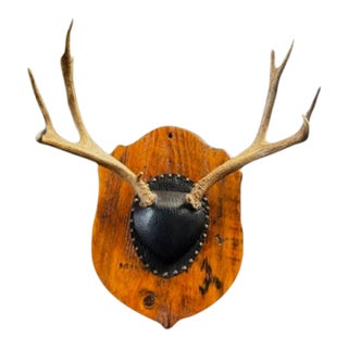 Vintage Trophy Mounted Antlers For Sale