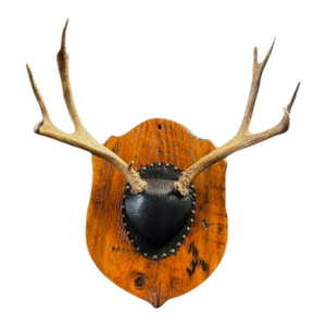 Vintage Trophy Mounted Antlers