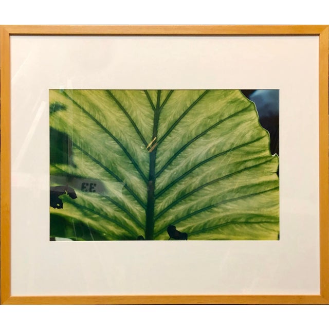 Green Evelyn Lauder, Luminous Leaf Color Photo C Print Foliage Vintage Plant Photograph Evelyn Lauder, 1999 For Sale - Image 8 of 10