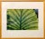 Green Evelyn Lauder, Luminous Leaf Color Photo C Print Foliage Vintage Plant Photograph Evelyn Lauder, 1999 For Sale - Image 8 of 10