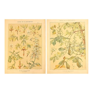 1900 Set of 2 Antique Botanical Lithographs- Chestnut Trees For Sale